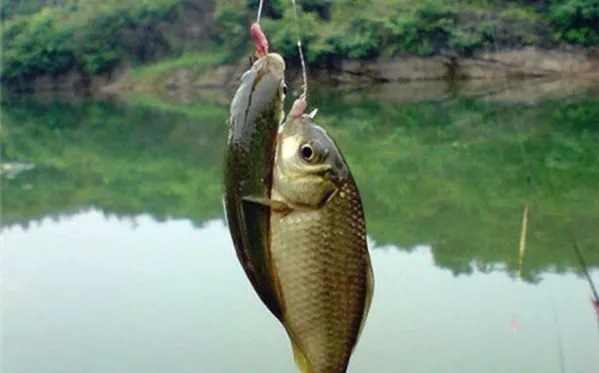 垂钓|垂钓大鲫鱼试试这2大“秘诀”,秋季狂拉大板鲫,真过瘾!