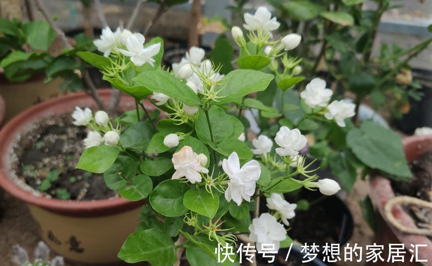 夏天|4种“漂亮花”,秋天怕乱修剪,姿势不对,剪了白费,不开花