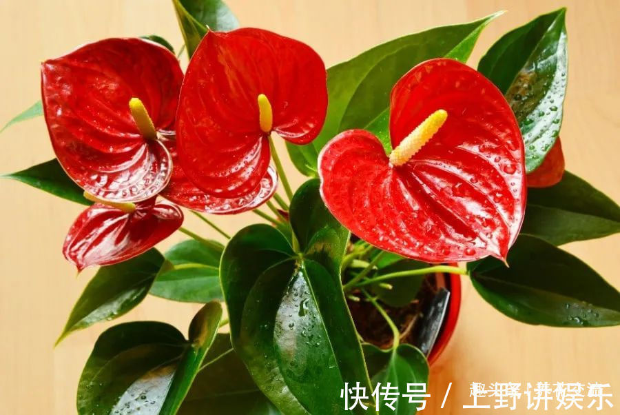 红掌养了大半年不见长，还有黄叶病叶，处理都简单，想开花就难了