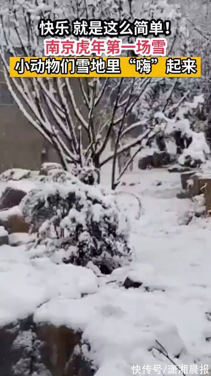 打雪仗|北方人：想不到我也有在朋友圈看南方下雪的一天