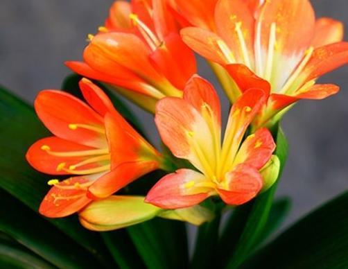 做好这4步,君子兰就能养好,叶子翠绿,过年花箭窜出来