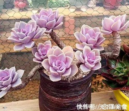 发财树|天热了,4种花不适合“富养”,少肥少水才能安全度夏,长得健壮