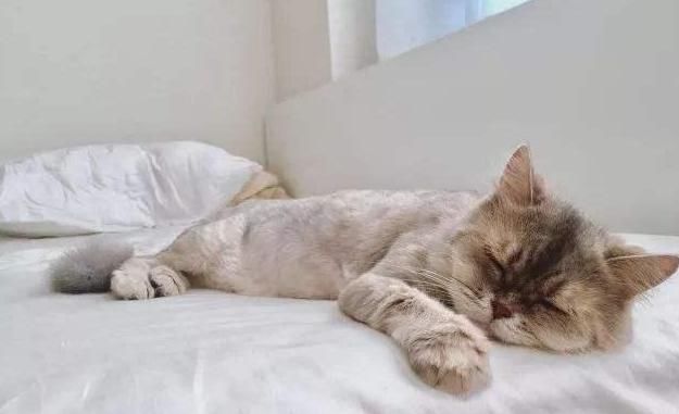 中老年人|助眠冠军并不是酸枣仁，而是它，没事吃一点，睡得踏实气色好