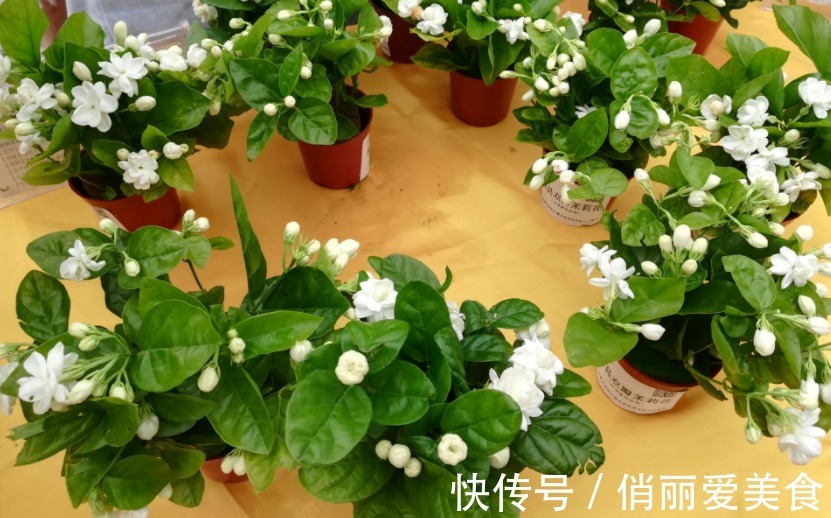 夏季养茉莉，想花开爆盆，芳香四溢，盆栽管理得注意此3点