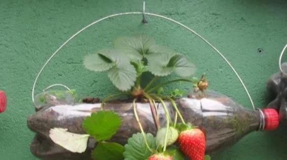 植物|没地种花种菜,没时间浇水几个塑料瓶就能解决,DIY变废为宝