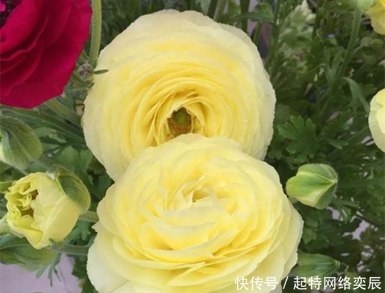 花毛茛|这种花,一种上,月季、牡丹靠边站