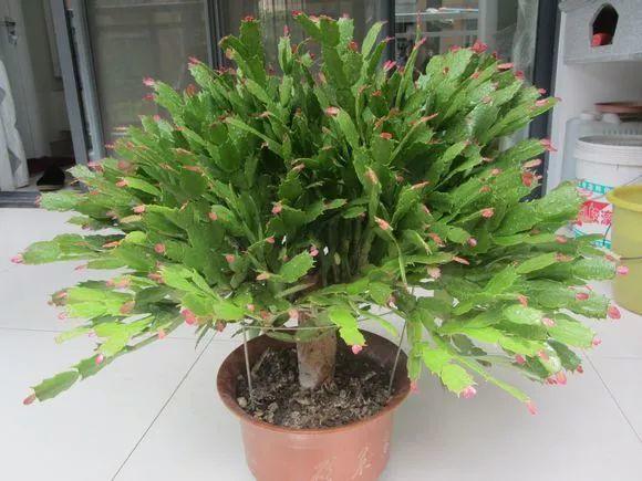 蟹爪兰叶子“软塌塌”教你做3步,嗖嗖冒新叶,入冬花朵爆盆