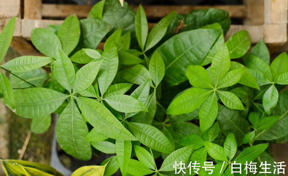 病虫害|发财树冬天过冬有3怕，避开就能安全过冬！四季常绿净化空气