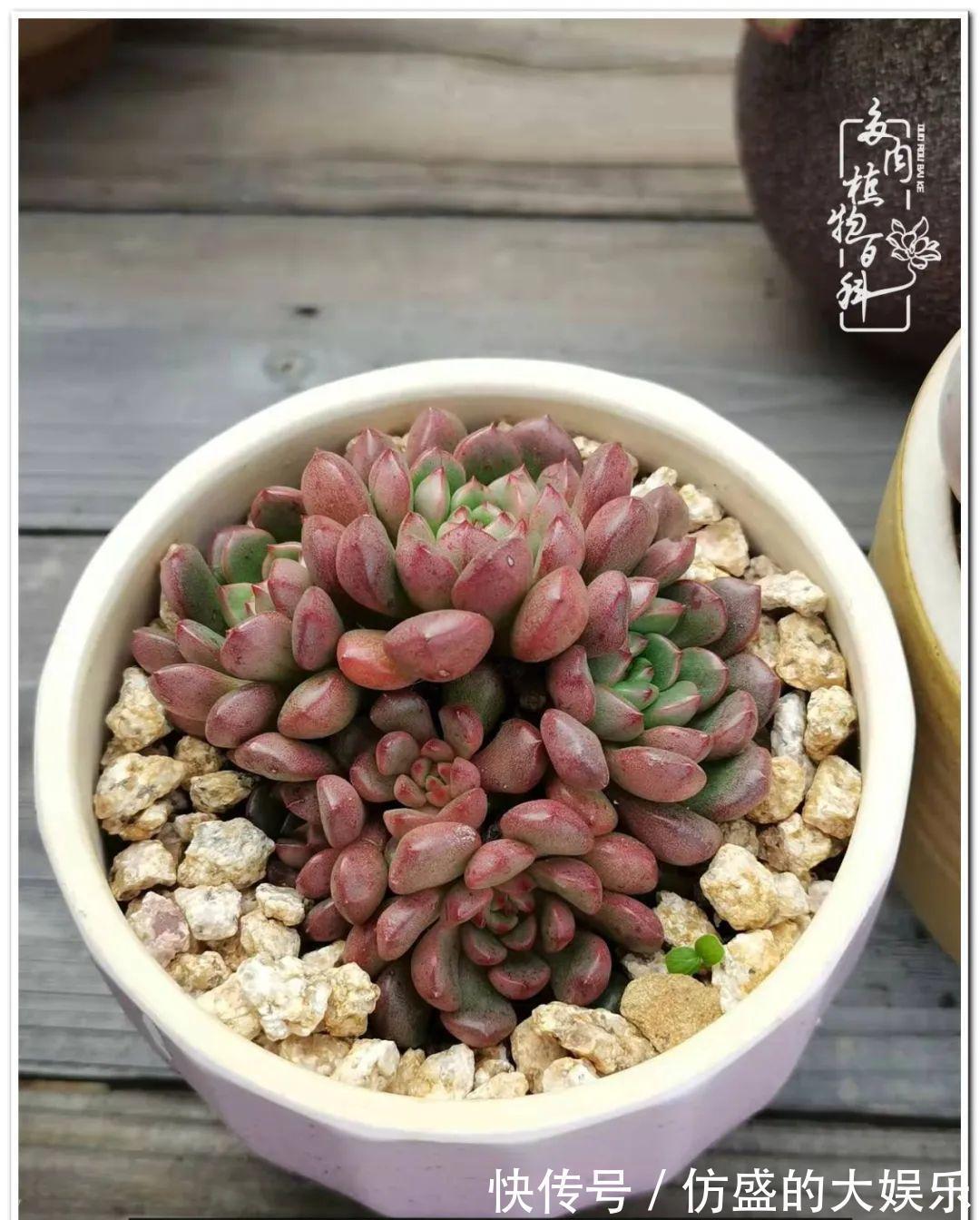 养多肉,慢慢来,我们一起沉淀再绽放!