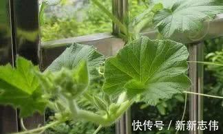 高血压|血压高别总吃药,多吃这6天然“降压”食物,血压会慢慢平稳!