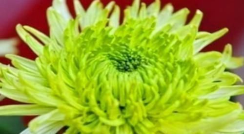 身体|对身体最好的3种食物,美容养颜、延缓衰老,早吃早健康!