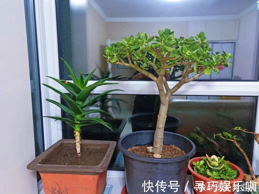 9种花特怕冷,低温浇水容易冻死,夜晚套袋子保暖