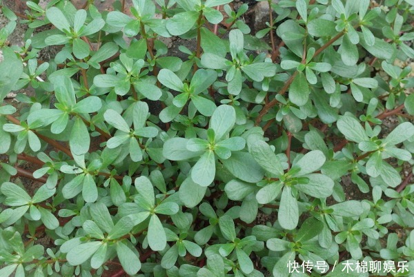 马齿苋和白酒混在一起,不仅白发变黑发,还有4大好处收入囊中