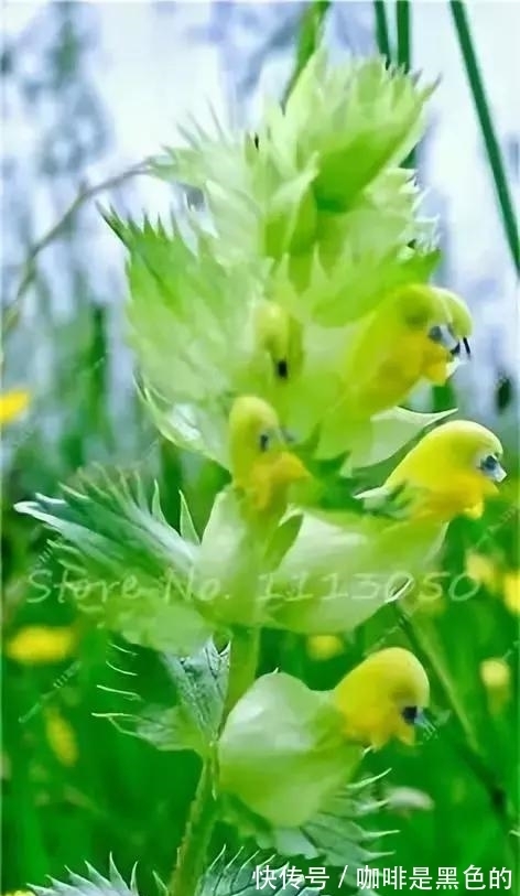 奇花|奇花、奇花、奇花、罕见奇花,赶快打开欣赏吧