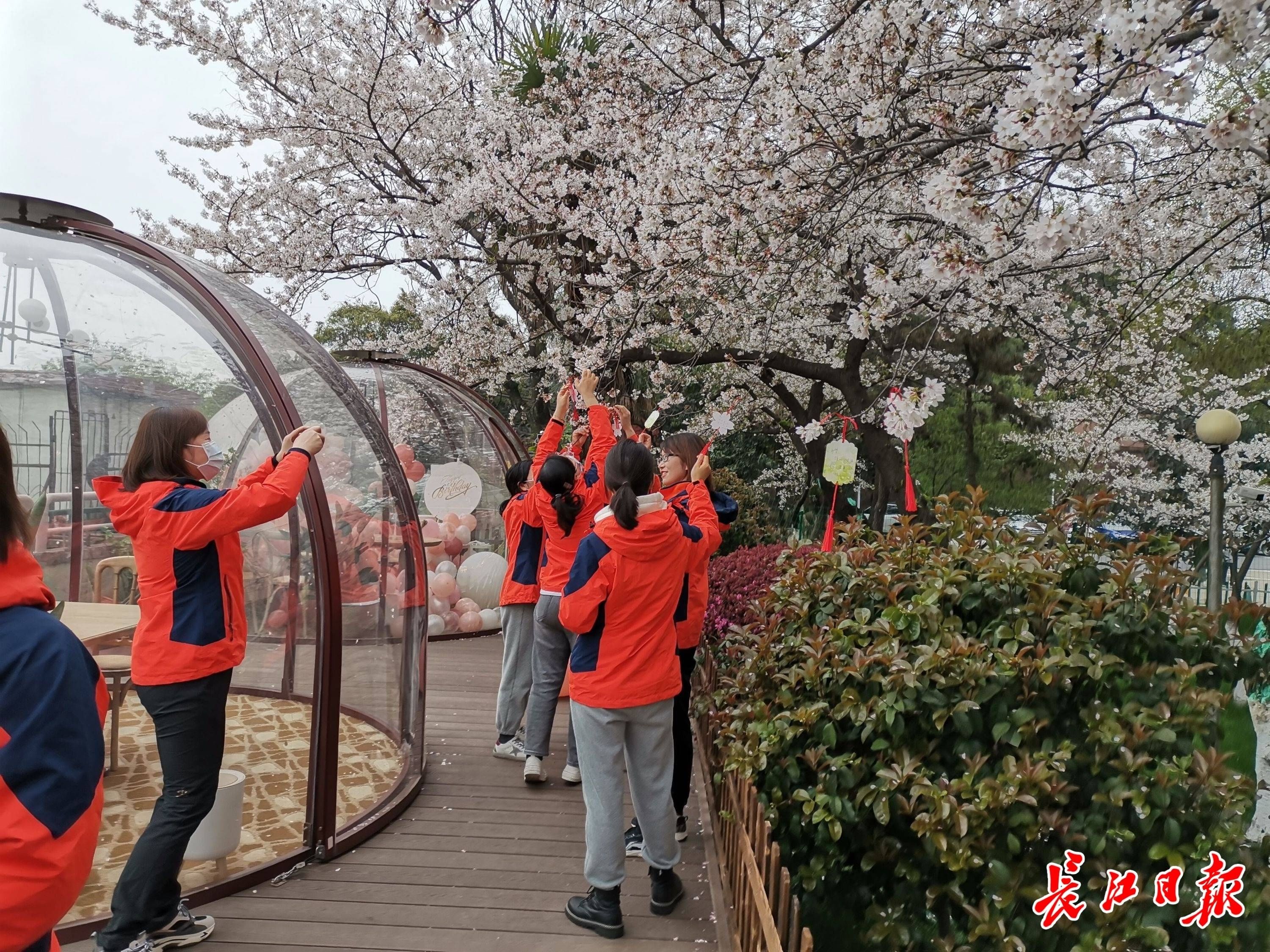 援鄂医护重返入住过的酒店，樱花树下再挂心愿卡