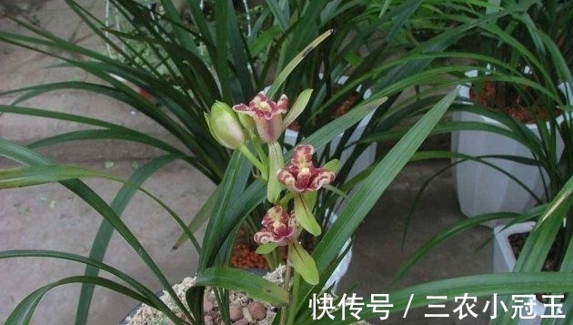 建兰|建兰怎么养得好? 建兰的养殖方法和注意事项