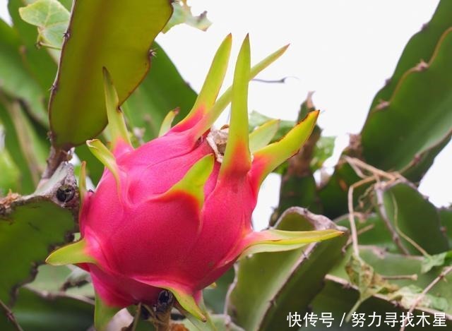 火龙果花开美似“昙花”你见过吗“红绣球”火龙果长什么样