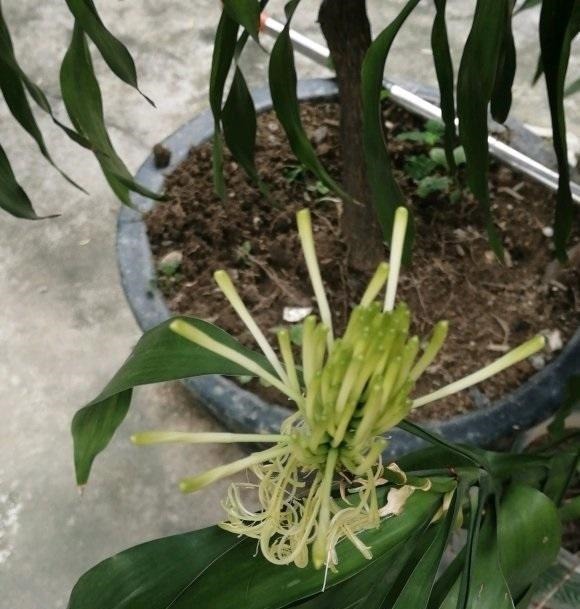 张姨家的富贵竹，养了3年了，竟然开花了，花香很浓，真是少见