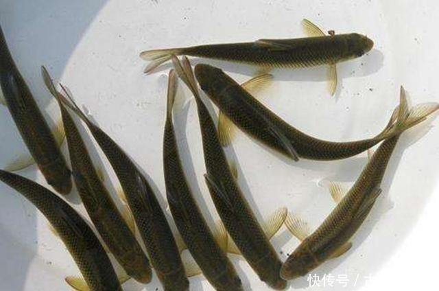 杂鱼|这种鱼三年才长10厘米,很容易误认是小杂鱼,现在要千元一斤