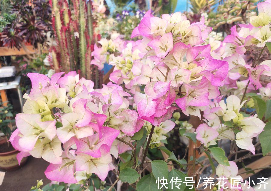 入冬后养三角梅,记住“3喜3怕”,来年必然开花爆盆