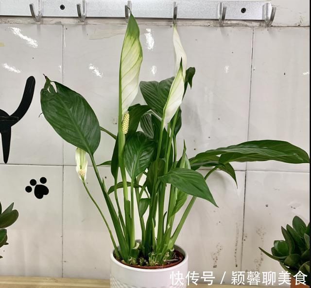 家里有6种花,赶紧擦点啤酒,保管长得绿油油,效果比施肥还好