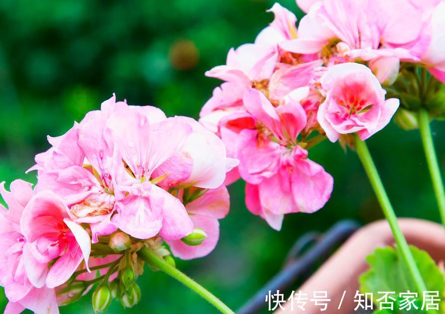 入秋的天竺葵，立马成为开花机器，只开花不长叶