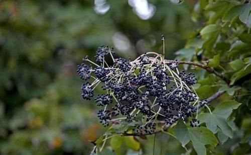 刺楸木质坚硬细腻、花纹明显,好制作高级家具、乐器、工艺雕