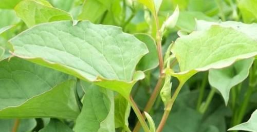 吃了都說好的食物，男女堅持吃，滋補身體，減少脂肪，預防便秘