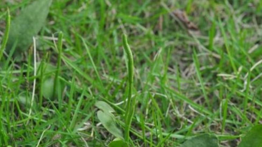 种植物|此物俗称“一支箭”,是极品中药,一斤能卖600元,可惜少有人懂