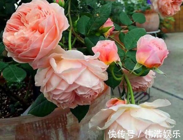 蓝妖|月季花杜鹃花栀子花总是养不活教你一招,连开3个月!