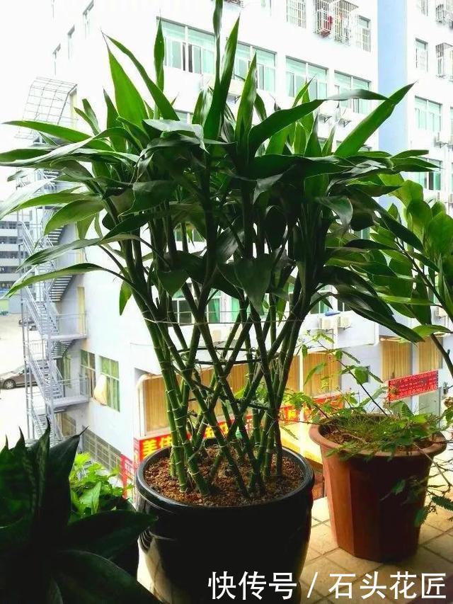 开花|养了10年富贵竹,今年开了“富贵花”,做到“4点”你家的也能开