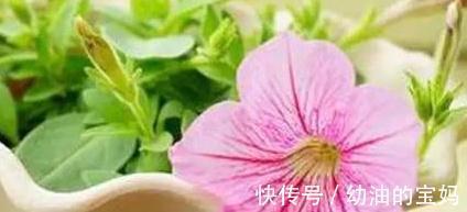 栽种|什么花适合放在卧室，卧室养花的注意事项