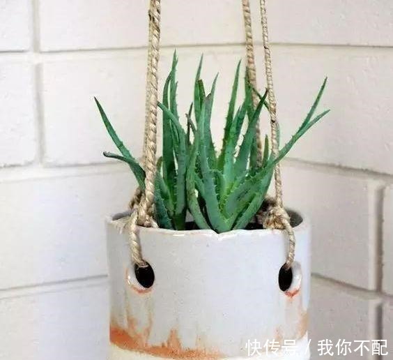 卫生间养这几盆花,味道立马不一样,家里空气好,厕所变成绿森林!