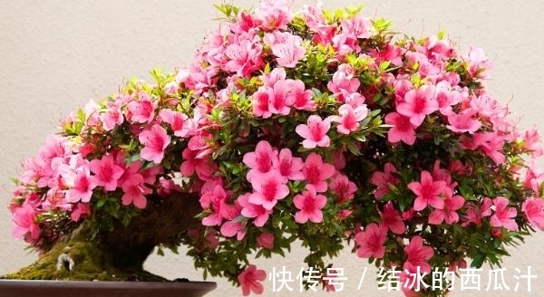 养杜鹃花,家中常备这2种水溶液,保管盆栽叶子绿、开花旺