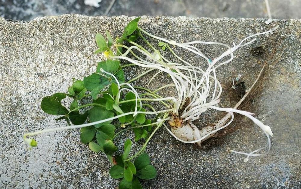 酢漿草|人稱“土人參”,兒時挖來當糖吃,如今一斤10元,稀罕少見