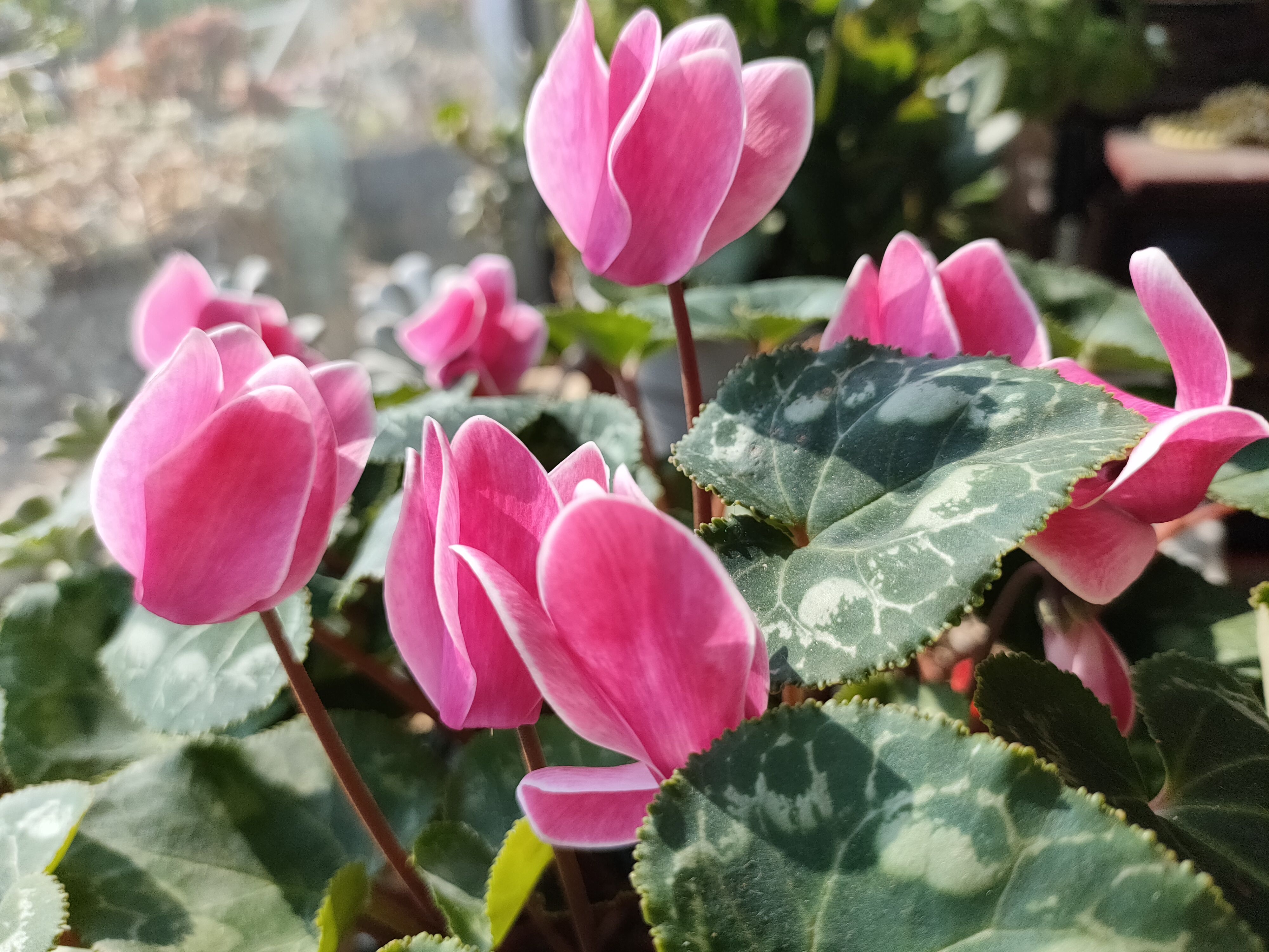 经验分享｜仙客来已开花170天，不断萌发新芽，轻松再开60天