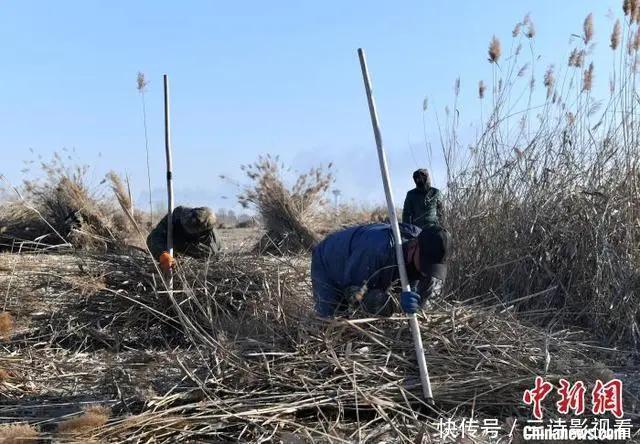 涉及7乡镇！雄安新区白洋淀迎来冰上芦苇收割季