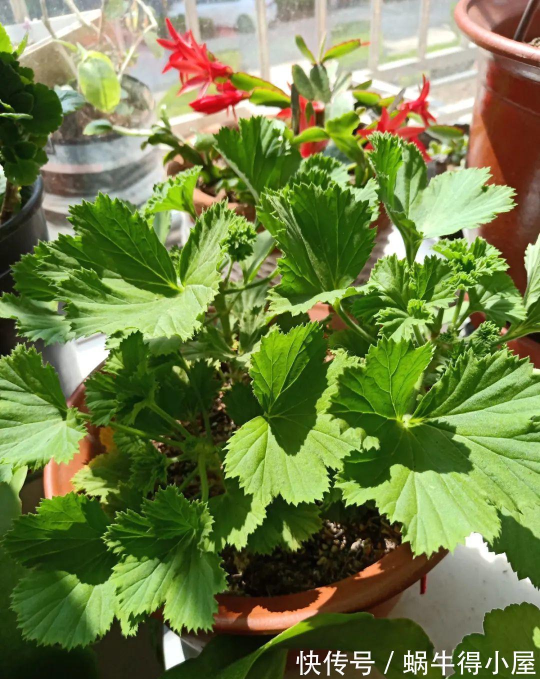 花苞|初秋8种花不能剪,轻则不开花,严重可能剩空盆