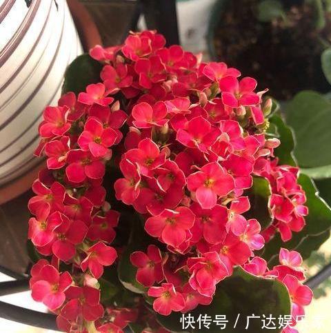 进入秋季,给长寿花做错“1件事”,花期推后,甚至不开花