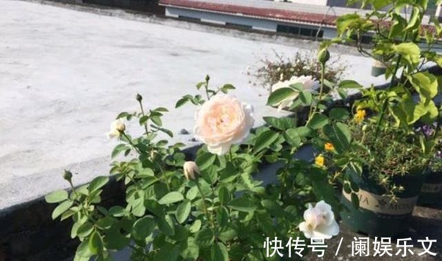 枝条|养月季花小苗,用3个“小技巧”,蹭蹭长侧芽,一次开花就爆盆