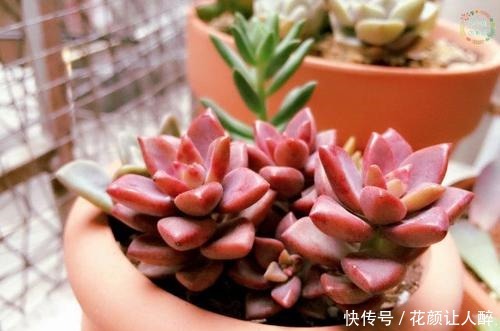 什么多菌灵都不如这种药水,养花生根快,还能延长花期!