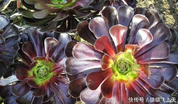 养多肉的都是女生, 男生养多肉很“娘” 这种多肉很阳刚!