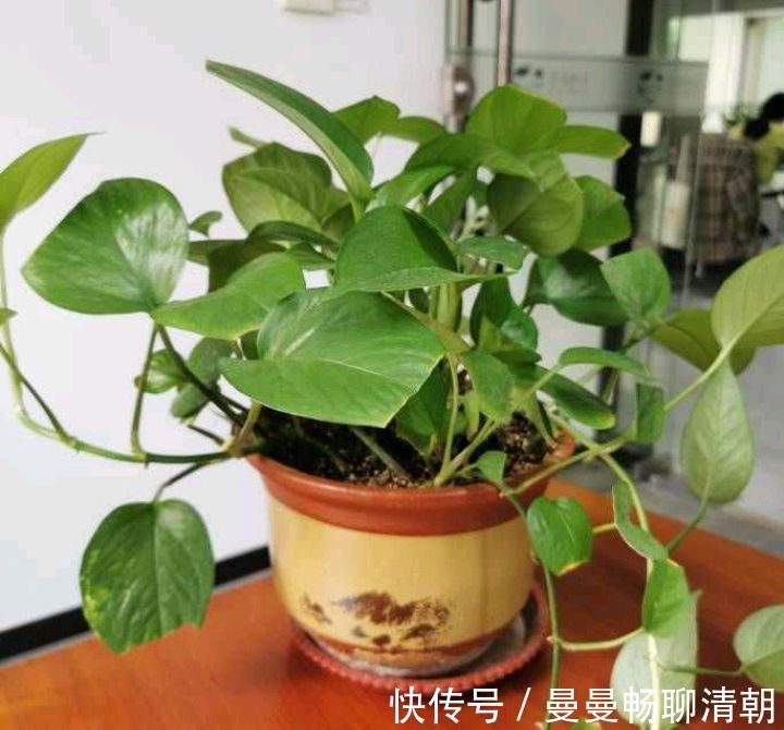 春季养绿萝,要注意“3点”,叶子更翠绿旺盛,容易爆盆