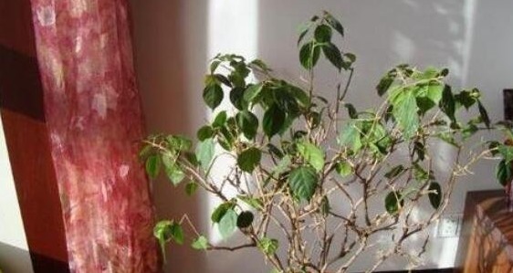 三角梅只长叶子不开花老花友教你一招,一次能开大半年