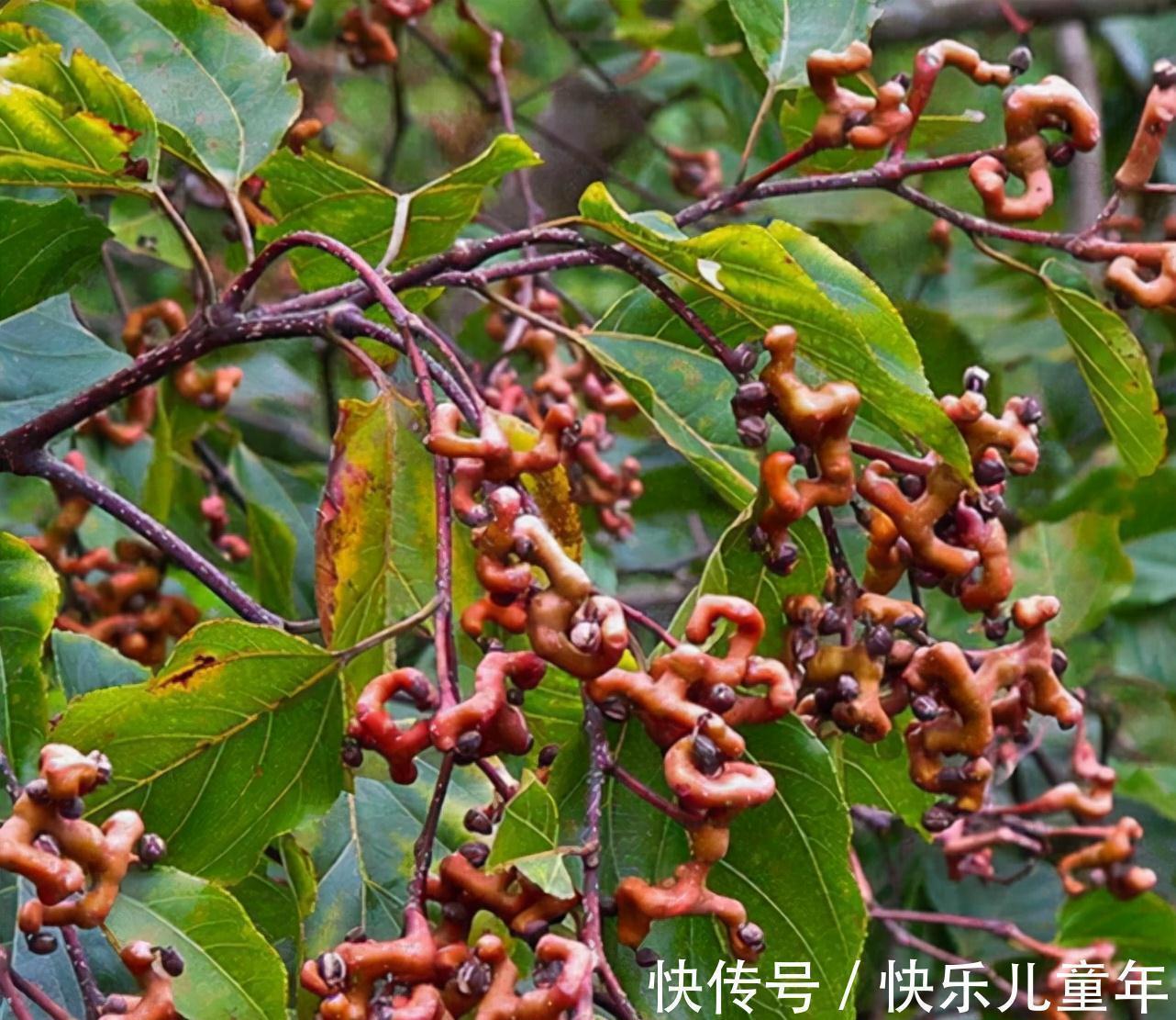 砍伐|农村这四种野果，即便见过三种也不多，更别说吃过了