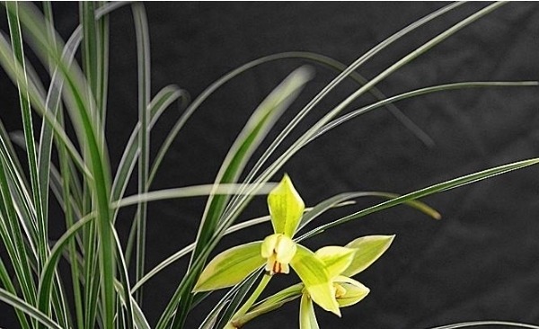 兰花空根难养活,养兰注意3个方面,兰花空根及时发现,养护更轻松