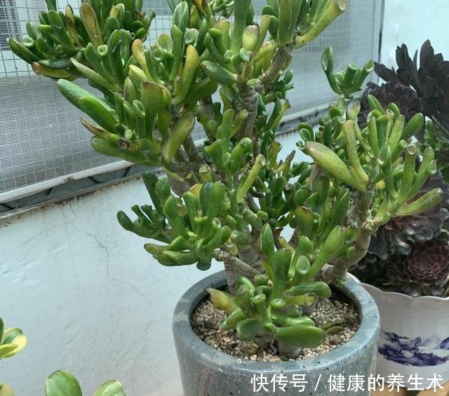 这花叫马蹄掌,也叫吸财树,寓意“招财进宝”,比多肉还好养!