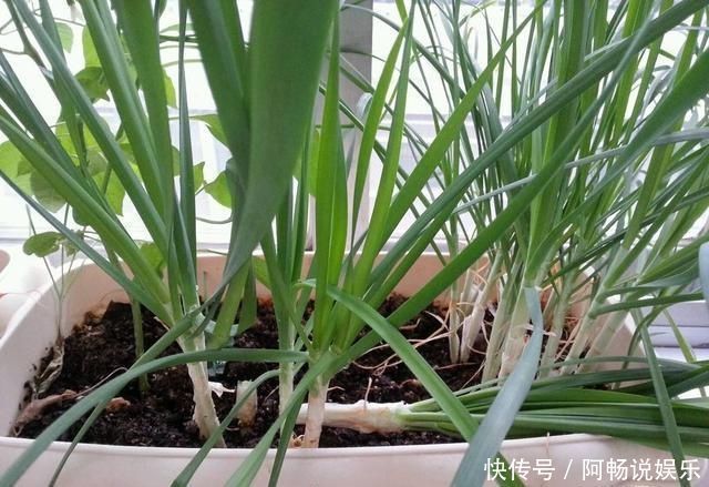 阳台种了3种菜,一茬一茬很新鲜,夏天正好长得旺,吃得过瘾