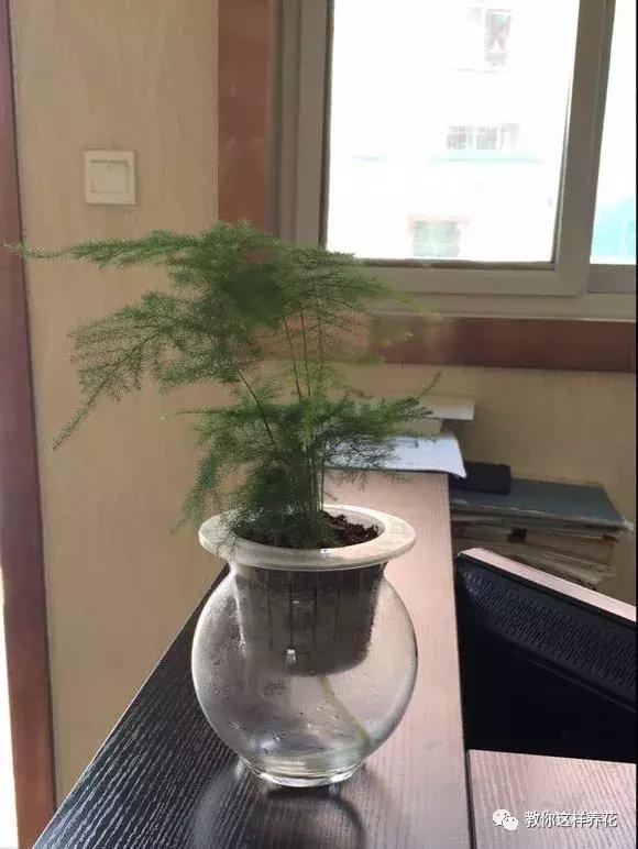 土生根|4种花放水里猛长根,比土培好养100倍,一分钱不花,还很漂亮!