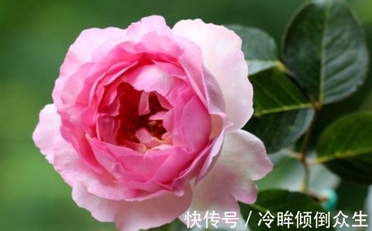 观赏价值|“4种花”养家里,一开就是300天,日子红火财运滚滚,好看极了